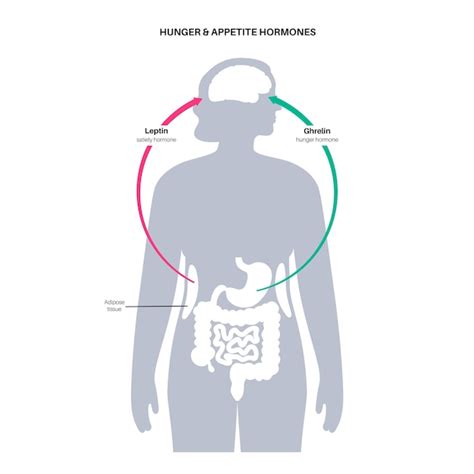Eetlust En Hongerhormonen Insuline Ghreline Incretine En Leptine In
