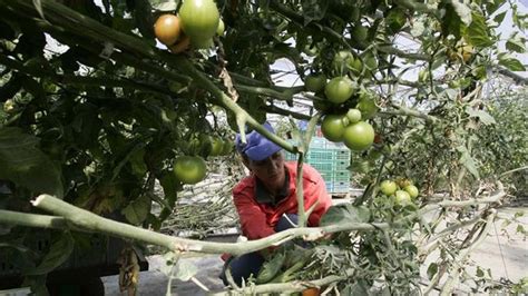 Canarias mantiene en la zafra 2018 19 el volumen de exportación de