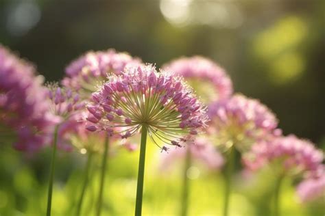 Allium Flower Meaning Symbolism Spiritual Significance Foliage