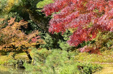 Autumn Forest Leaves Trees Park Colorful Landscape Tree Fall