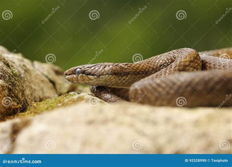 Smooth Snake Basking In Natural Habitat Stock Photo Image Of Creature