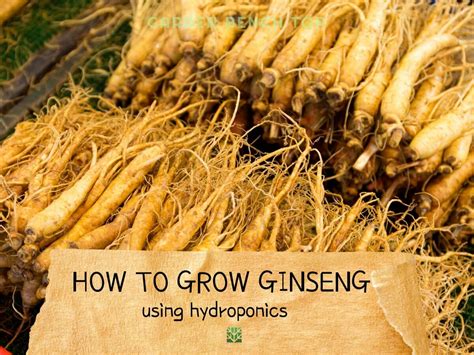 How To Grow Ginseng Hydroponically With Tips For Better Results