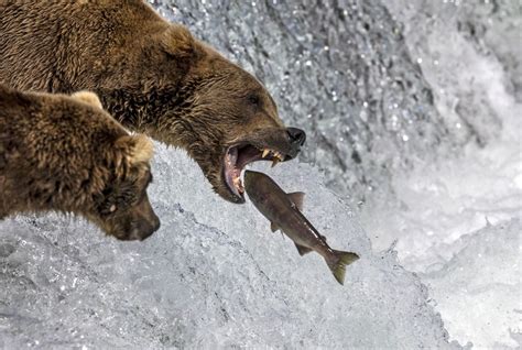 Brown Bears Fishing at Alaska’s Brooks Falls - The Atlantic