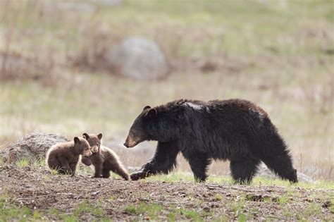 Cinnamon Black Bear Cubs Getting Into Trouble - Etsy