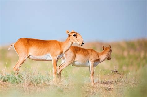 Premium Photo Young Saiga Antelope Or Saiga Tatarica Walks In Steppe