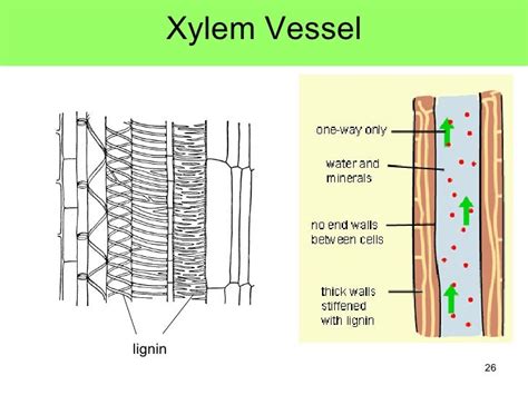 Xylem Diagrams