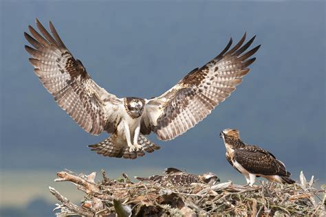 Birds Of Prey How To Find And Photograph Raptors Nature Ttl