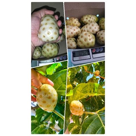 Jual Buah Mengkudu Super Kg Buah Herbal Mengkudu Tua Di Pohon