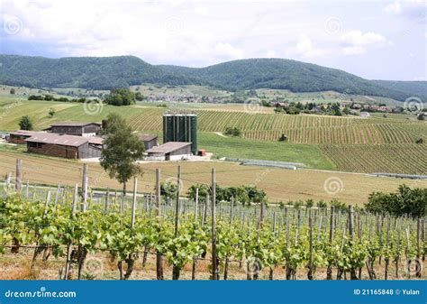 A Typical Swiss Farm Landscape Stock Photo - Image of countryside, golden: 21165848