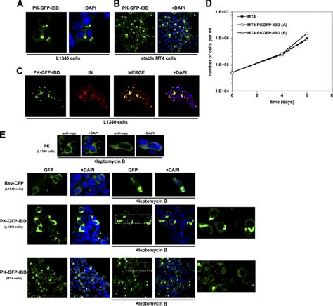 Characterization Of A Cytoplasmically Restricted Di Protein A