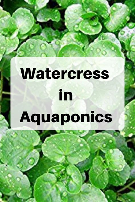 Grow Watercress In Aquaponics HowtoAquaponic Aquaponics Aquaponics