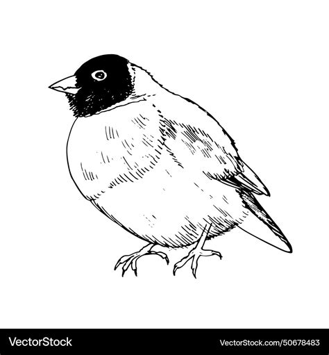 Drawing Bird Gouldian Finch Hand Drawn Royalty Free Vector