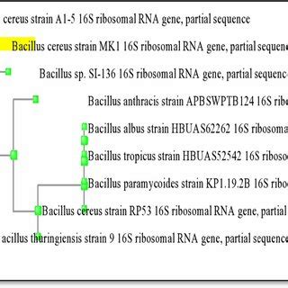 Microscopic Visualization Of Bacillus Cereus Examined Under Light