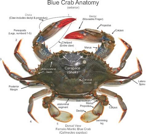 'Female Crab Cliparts: Adding Fun and Creativity to Your Designs'