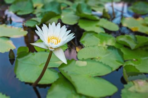 Open White Water Lily On The Pond A Beautiful White Lotus Stock Image Image Of Garden Lotus