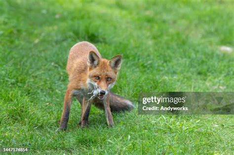 88 Red Fox Eating Plant Stock Photos High Res Pictures And Images