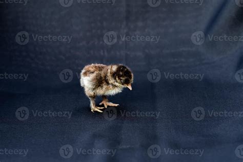 Baby Mini Cochin Chick on dark blue cloth background in studio light