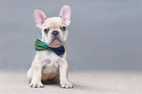 Platinum French Bulldog Info Pictures Origin And History Dogster