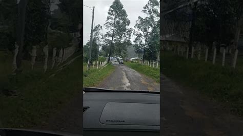 Bukit Waruwangi Kec Padarincang Kab Serang Banten Byk Hewan Sapi