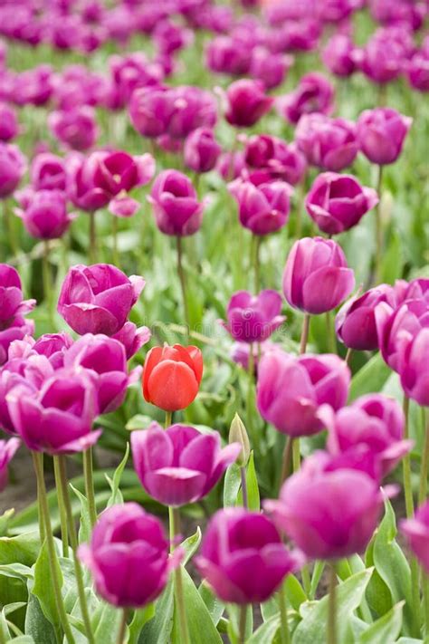 Purple Tulip Field Stock Image Image Of Bright Blue 2264771