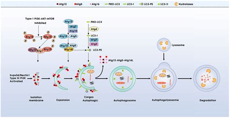 Schematic Model Of Autophagy Process Autophagy Is A Multi Step Process Download Scientific