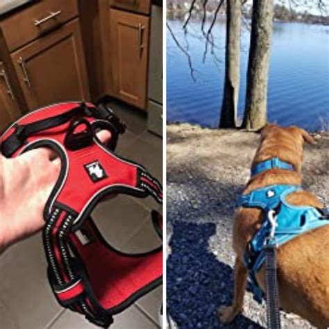 Barking Mad: A Review of the Top 5 Best Harnesses for Boxer Dogs!