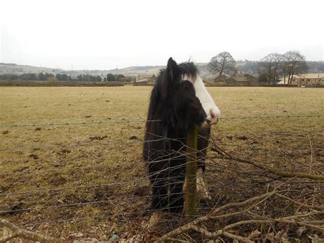 Pony Illingworth Barry Hanson Flickr