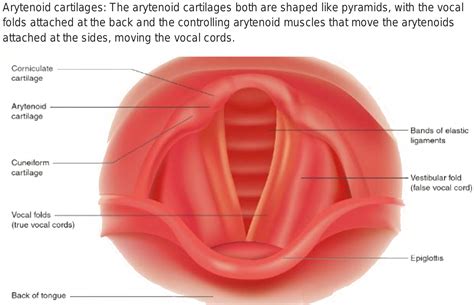 In False Vocal Chord Connected With Arytenoid In Human Larynx