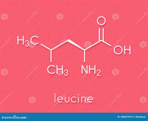 Leucine Or L Leucine Leu L Amino Acid Molecule Skeletal Formula