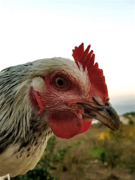 Free Images Bird Wing Red Beak Blue Chicken Fowl Fauna