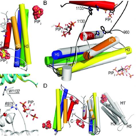 PIP 2-induced MV dimerization in solution. (A-D) PIP 2 micelles induce ... 