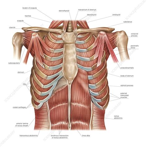 Anatomy Of Chest Muscles - Anatomical Charts & Posters