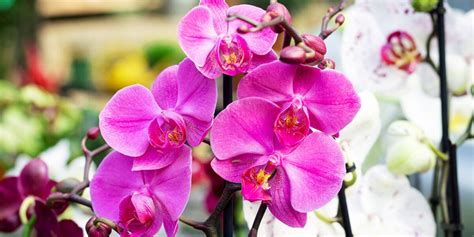 How Long Do Orchids Live A Healthy Lifespan Embracegardening