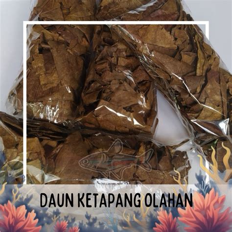 jual daun ketapang olahan isi  gram berkualitas shopee indonesia