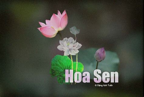 Hoa Sen (Lotus)