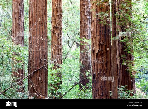 Redwoods, Muir Woods Stock Photo - Alamy