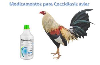 ᐈ Medicamento para la Coccidia en Gallos Dosis