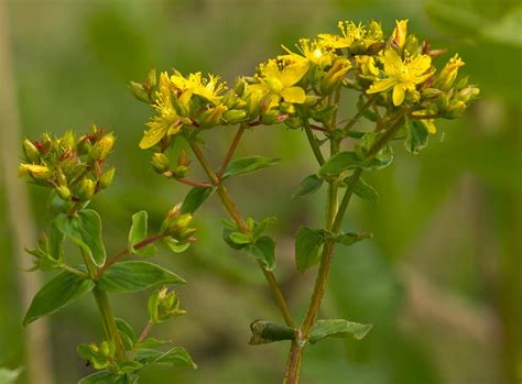 Square Stalked St John S Wort Hypericum Tetrapterum Emorsgate Seeds