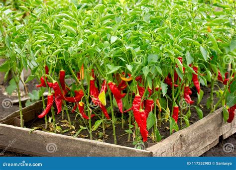 Chili Peppers Growing Plants Chili Pepper Hot Pepper Stock Image Image Of Colorful Green