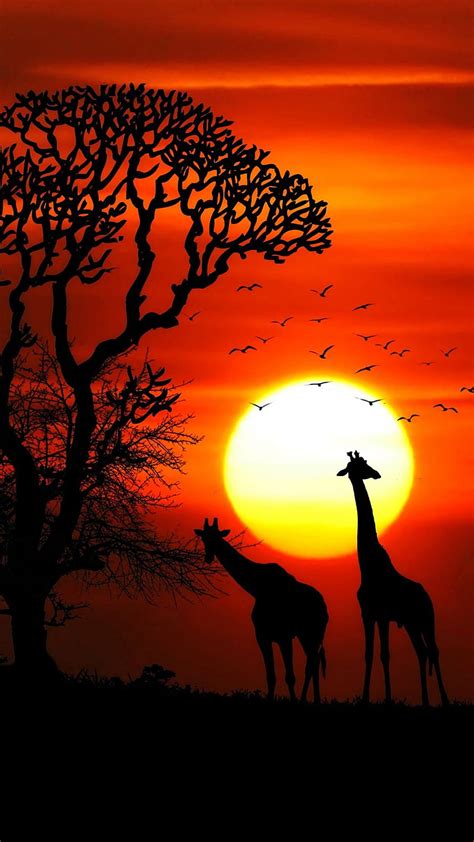 Sunset Animals, giraffe, pyramids, riders, theme, wild, HD phone ...