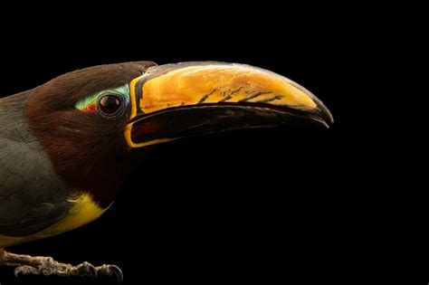 Bir050 00171 Joel Sartore