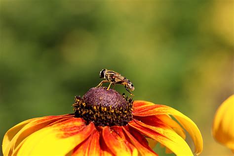 Abeille Fleurs Pétales Photo gratuite sur Pixabay Pixabay