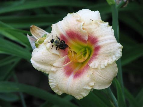 Bee On Daylily Siloam Virginia Henson Amy Woodward Flickr