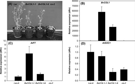 Flowering Time And Qrt Pcr Analysis Of Gene Expression In Transgenic