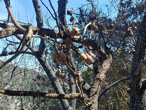 Reggio Calabria Emergenza Incendi In Aspromonte Stanno Bruciando