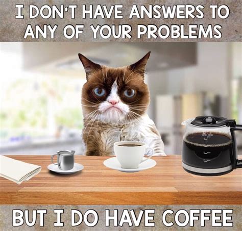 Grumpy Cat Coffee ☕️ Cat Quotes Funny Grumpy Cat Humor Grumpy Cat