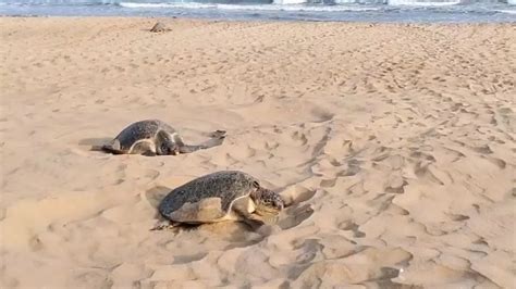 Lakh Olive Ridley Turtles Lay Eggs On St Day Of Nesting Near