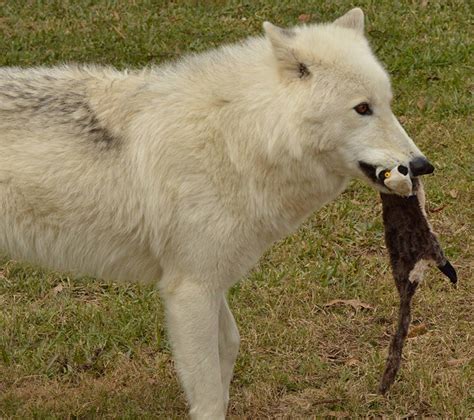 Texas Wolfdog Project | Owning a Wolfdog