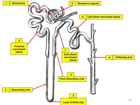 071696 Renal Physiology Part Two Renal Clearance Ppt Download