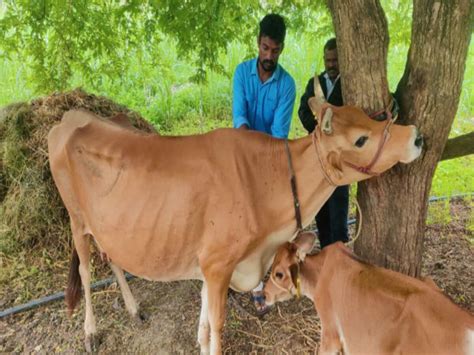 Jharkhands Hemant Soren Government Will Distribute Milch Animals To